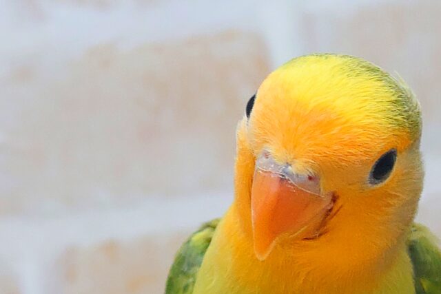 コザクラインコ（小桜インコ）