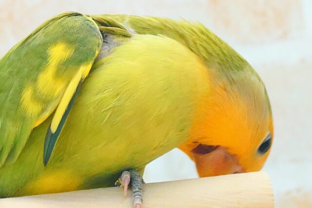 コザクラインコ（小桜インコ）