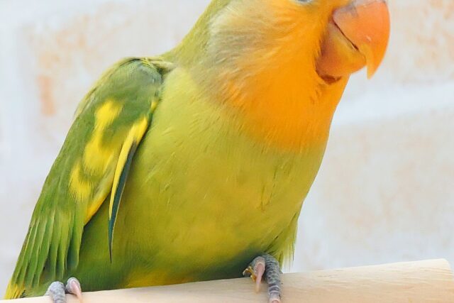 コザクラインコ（小桜インコ）