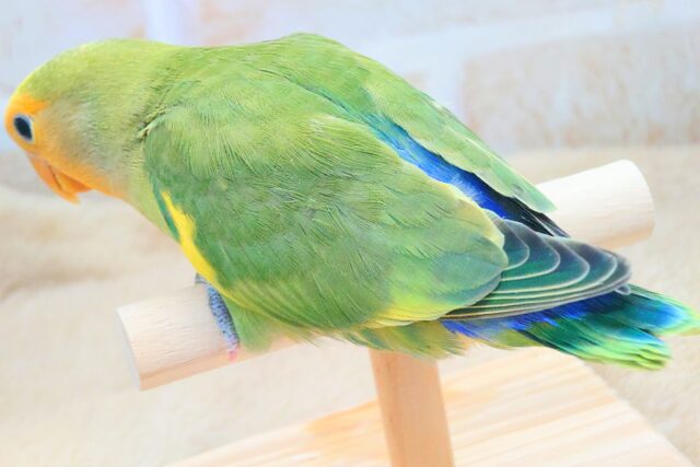 コザクラインコ（小桜インコ）