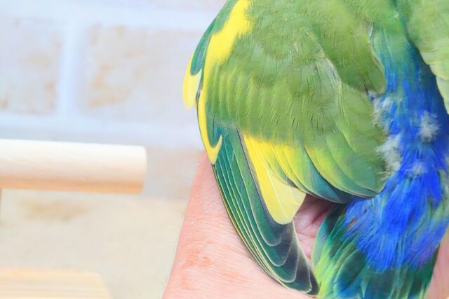 コザクラインコ（小桜インコ）