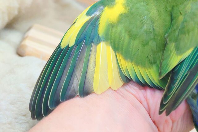 コザクラインコ（小桜インコ）