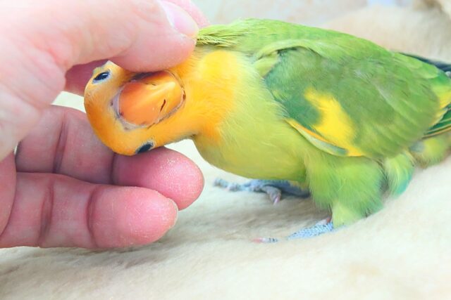 コザクラインコ（小桜インコ）