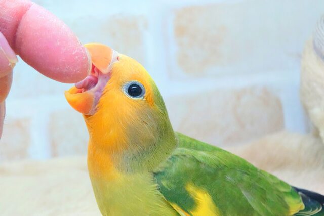 コザクラインコ（小桜インコ）