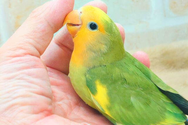 コザクラインコ（小桜インコ）