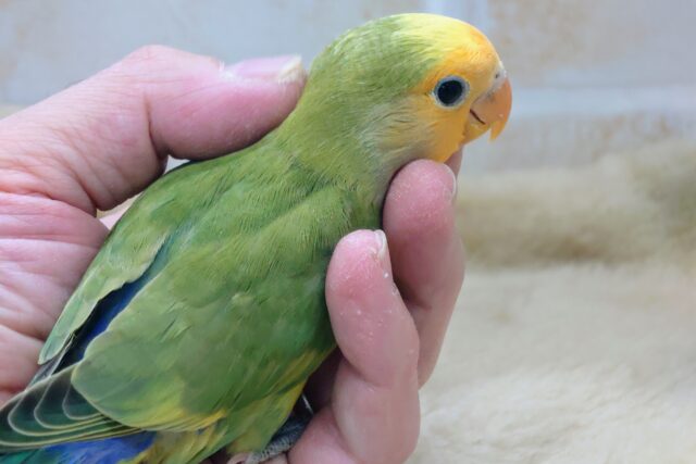 コザクラインコ（小桜インコ）