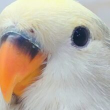 最新画像になります☆　お顔MAX♫　上品な色味です🩶🌃✨　コザクラインコ（モーブパイド）