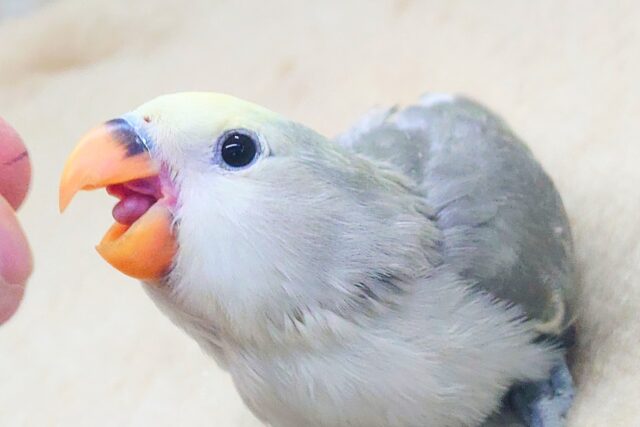 コザクラインコ（小桜インコ）