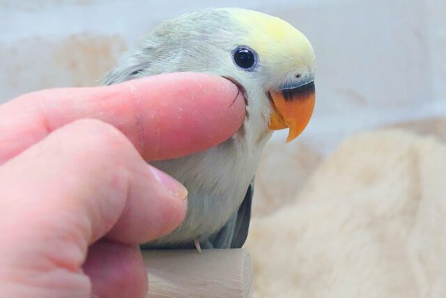 コザクラインコ（小桜インコ）