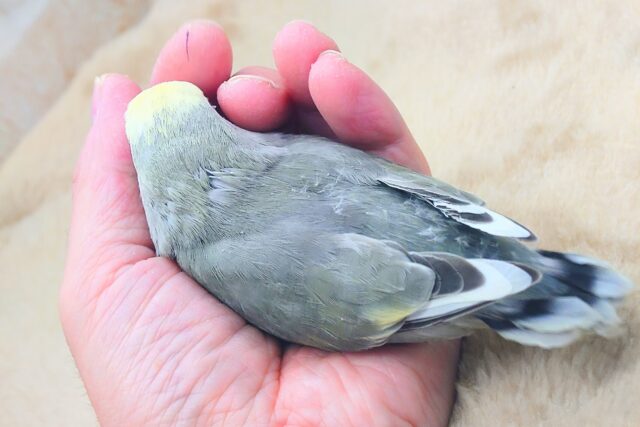 コザクラインコ（小桜インコ）