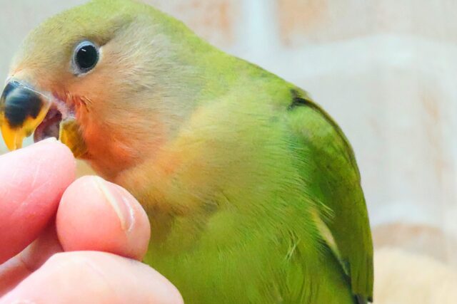 コザクラインコ（小桜インコ）