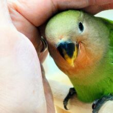 最新画像になります☆丸ぽちゃから贈りものーー♪♪　笑顔が可愛いコっ♡　コザクラインコ　ノーマル～～