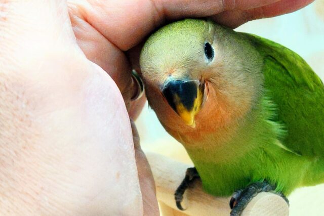 最新画像になります☆丸ぽちゃから贈りものーー♪♪　笑顔が可愛いコっ♡　コザクラインコ　ノーマル～～