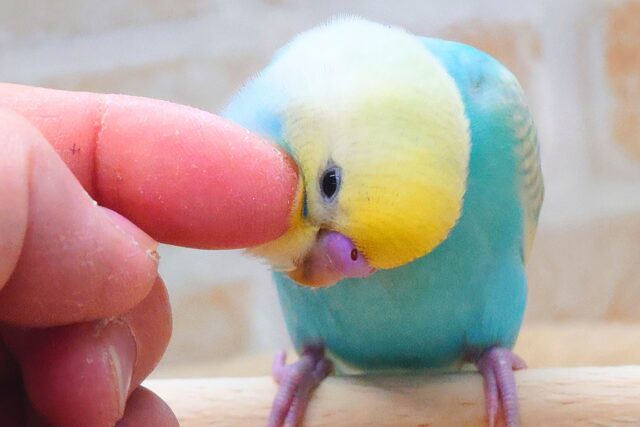 セキセイインコ