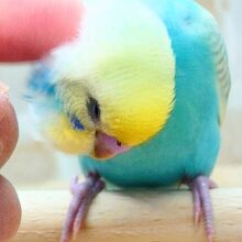 最新画像になります☆　ポッピンシャワ〜✌️🌈✨　セキセイインコ（パステルレインボー）