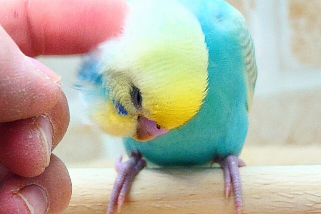 最新画像になります☆　ポッピンシャワ〜✌️🌈✨　セキセイインコ（パステルレインボー）