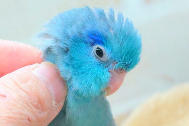 最新画像になります☆葛藤！ｶｷｶｷと日光浴っ～迷うは。。　幸せの青い鳥🕊️💙　マメルリハ（ブルー）