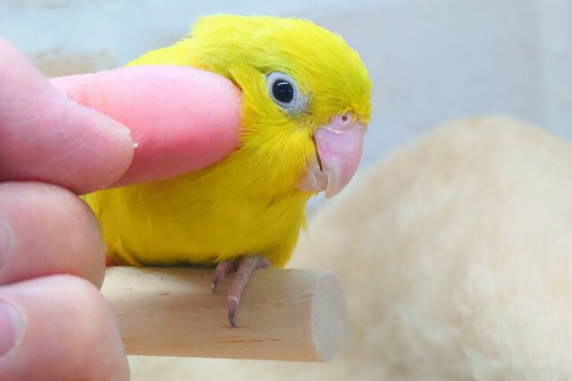 最新画像になります☆　パキッと蛍光グリーン💚　マメルリハ（アメリカンイエロー）