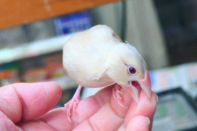 シナモン文鳥