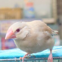 【🆙最新画像あり‼️】ヌマ主はキレイなルビーアイです🍒✨　シナモン文鳥