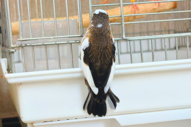 十姉妹（ジュウシマツ）