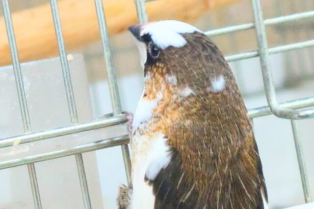 十姉妹（ジュウシマツ）