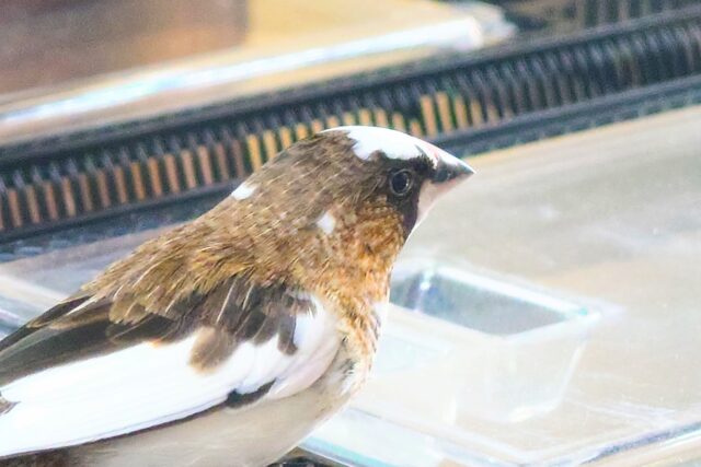 十姉妹（ジュウシマツ）