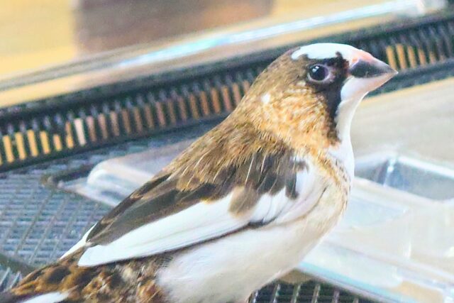 十姉妹（ジュウシマツ）