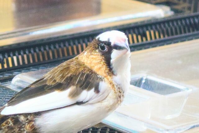 十姉妹（ジュウシマツ）