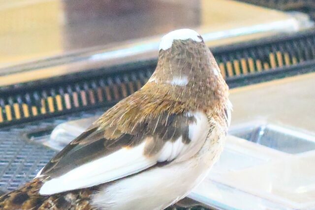 十姉妹（ジュウシマツ）