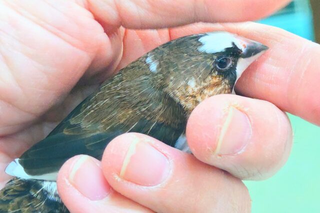 十姉妹（ジュウシマツ）