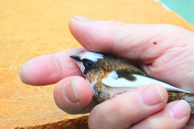 十姉妹（ジュウシマツ）