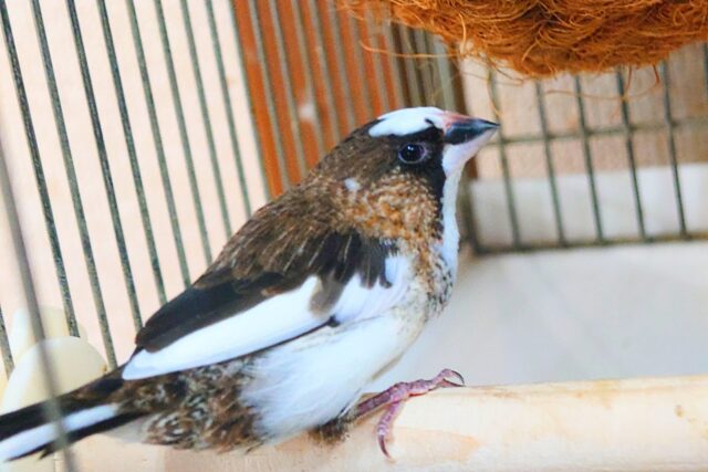 十姉妹（ジュウシマツ）