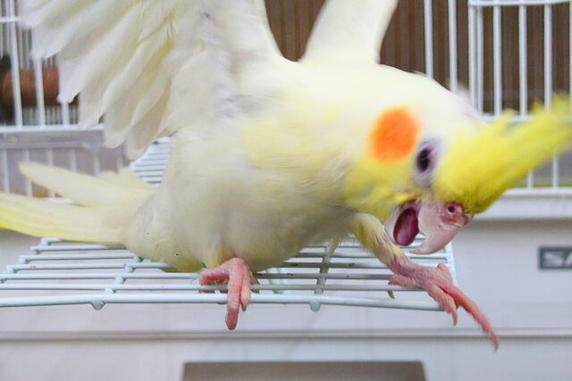 【🆙最新画像アリ‼️】ぐりグリグリぐりーーが、とまらないんですっ♪♪✨ オカメインコ(ルチノー) オカメインコ