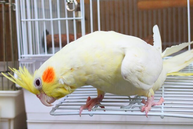 オカメインコ