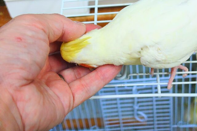 オカメインコ
