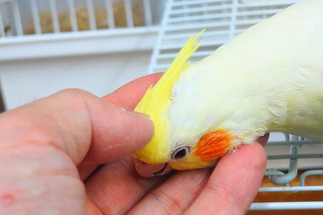 【🆙最新画像アリ‼️】ぐりグリグリぐりーーが、とまらないんですっ♪♪✨ オカメインコ(ルチノー) オカメインコ