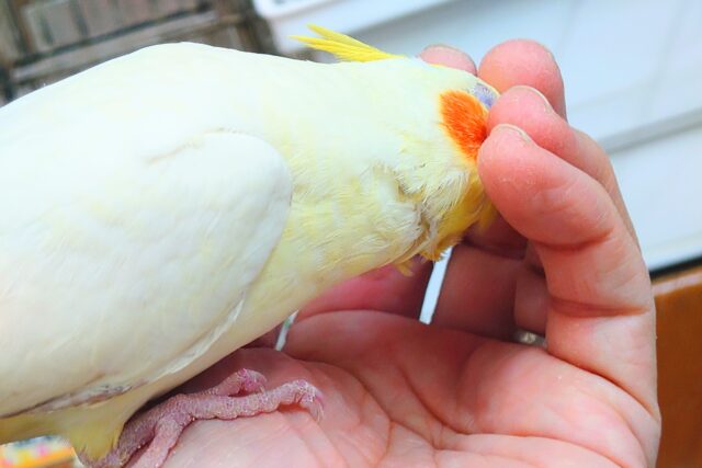 【🆙最新画像アリ‼️】ぐりグリグリぐりーーが、とまらないんですっ♪♪✨ オカメインコ(ルチノー) オカメインコ