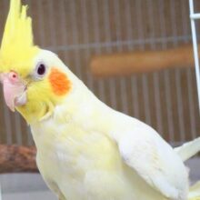 【🆙最新画像アリ‼️】ぐりグリｸﾞﾘぐりーーが、とまらないんですっ♪♪✨　オカメインコ（ルチノー）