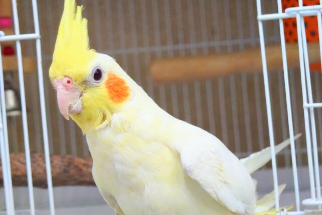 【🆙最新画像アリ‼️】ぐりグリグリぐりーーが、とまらないんですっ♪♪✨ オカメインコ(ルチノー) オカメインコ