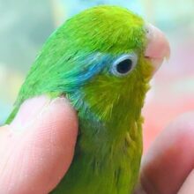 最新画像になります☆馴れてるコお探しですって？？　ﾎﾞｸだよぉ～♪♬　マメルリハインコ　ノーマルグリーン　男のコ～～