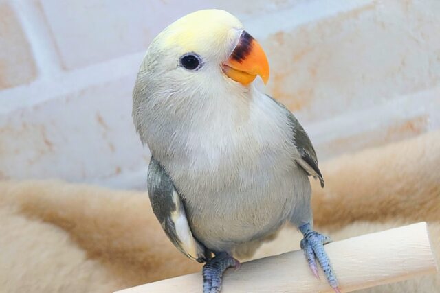 コザクラインコ（小桜インコ）