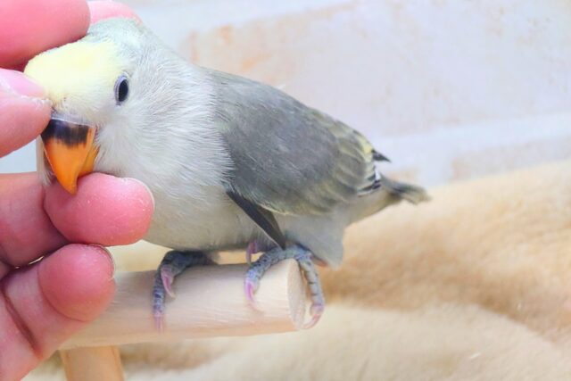 コザクラインコ（小桜インコ）