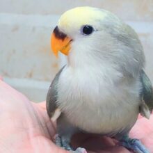 最新画像になります☆　笑顔えがおぉ～♫　上品な色味です🩶🌃✨　コザクラインコ（モーブパイド）