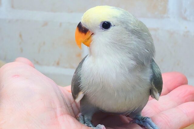 最新画像になります☆　笑顔えがおぉ～♫　上品な色味です🩶🌃✨　コザクラインコ（モーブパイド）