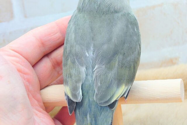 コザクラインコ（小桜インコ）