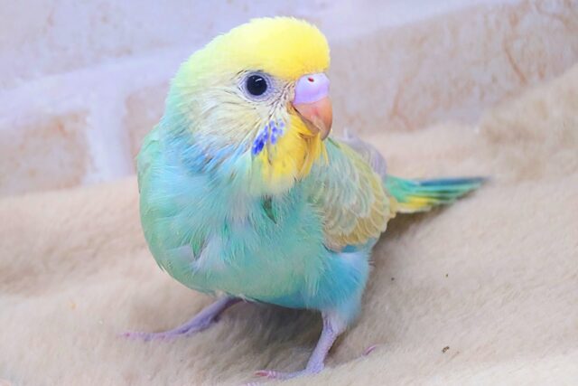 最新画像になります☆注意☆見つめられたらアウトっ♪　セキセイインコ（パステルレインボー）