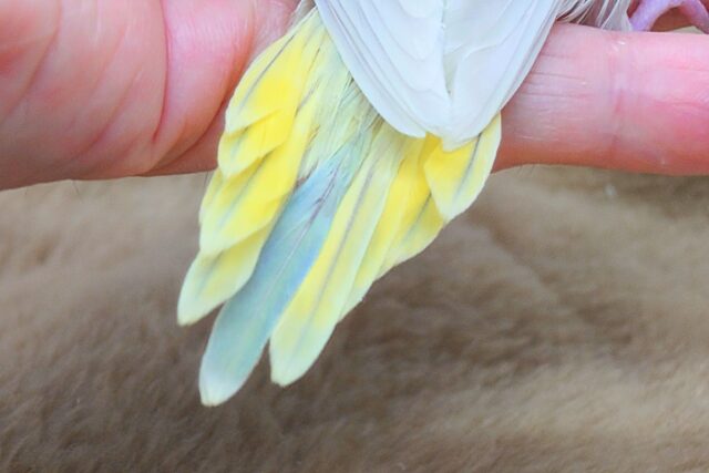 セキセイインコ