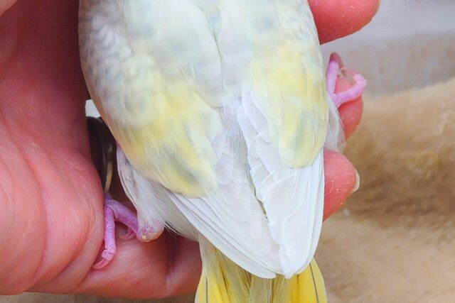 セキセイインコ