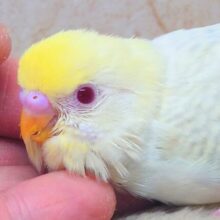 最新画像になります☆ヤバﾔﾊﾞば～～♪✨ﾚｱカラーさんっ✨　セキセイインコ（ファロー）